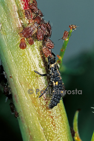 Adalia bipunctata (coccinelle) - larve dévorant des pucerons