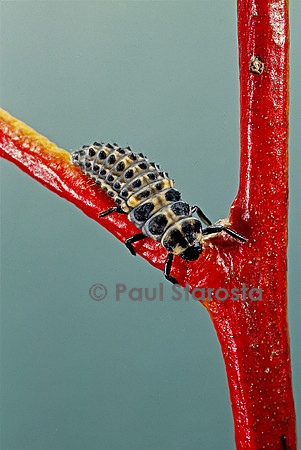 Adalia bipunctata (coccinelle) - larve