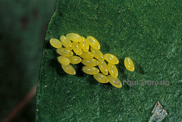 Adaia bipunctata (coccinelle) - œufs