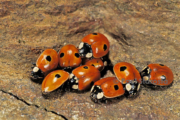 Adalia bipunctata (coccinelle) - rassemblement