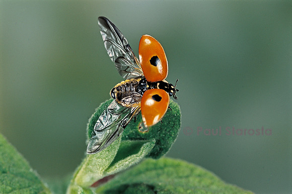 Adalia bipunctata (coccinelle) - s'envolant