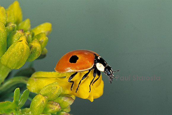 Adalia bipunctata (coccinelle)