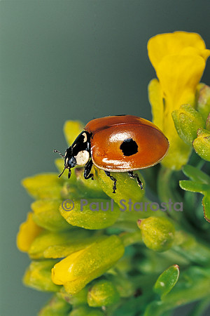 Adalia bipunctata (coccinelle)