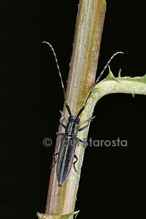 Agapanthia cardui