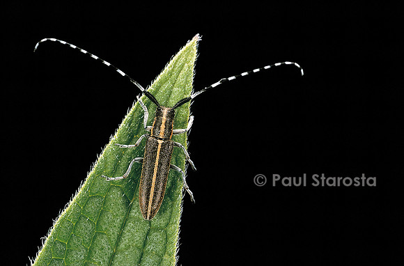 Agapanthia cardui
