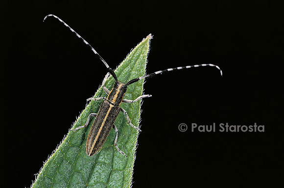 Agapanthia cardui