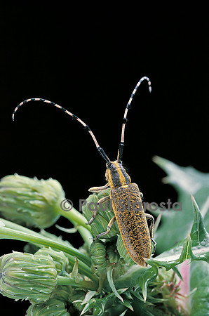 Agapanthia dahli