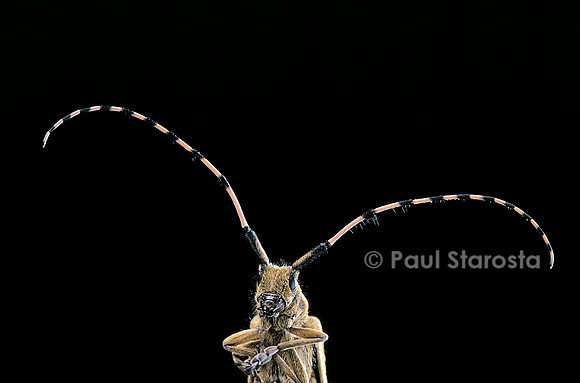 Agapanthia dahli