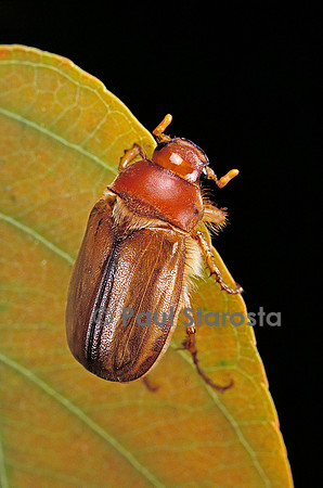Amphimallon majalis (hanneton de la St Jean)