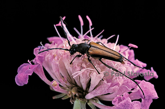 Anastrangalia (Leptura) dubia