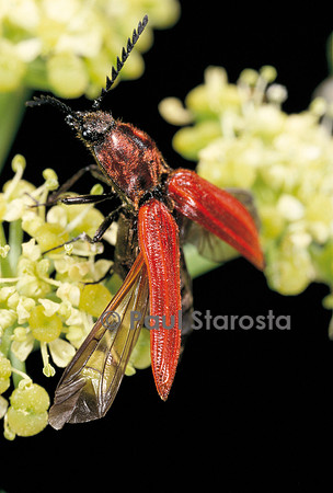 Anostirus purpureus (taupin)