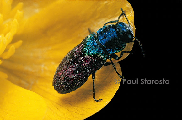 Anthaxia salicis (bupreste du saule)