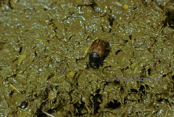 Aphodius fimetarius (bousier)