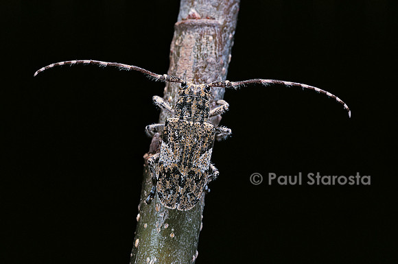 Aphelocnemia nebulosa