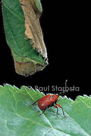 Apoderus coryli (cigarier)
