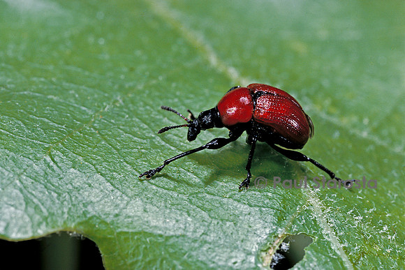 Attelabus nitens (charançon)