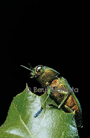 Aurigena unicolor (bupreste)