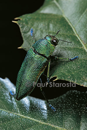 Aurigena unicolor (bupreste)