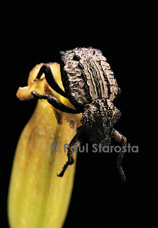 Brachycerus undatus (charançon de l'ail)