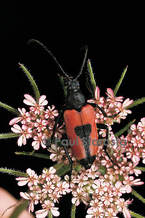 Brachyleptura cordigera
