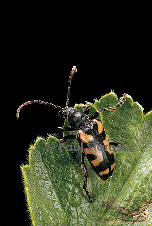 Brachyta borni