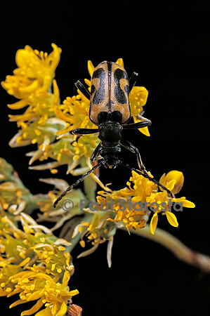 Brachyta interrogationis