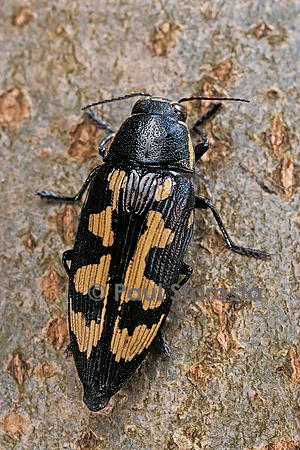 Buprestis novemmaculata (bupreste)