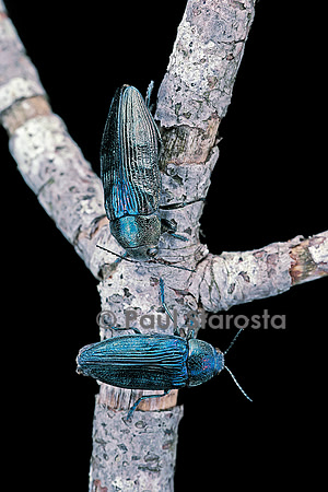 Buprestis rustica (bupreste)