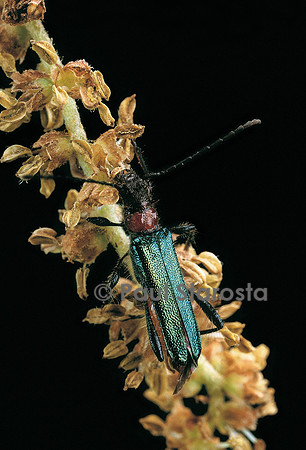 Callimellum abdominale