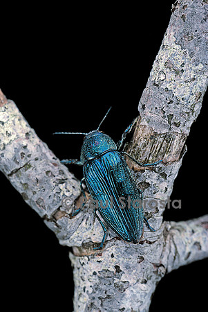 Buprestis rustica (bupreste)