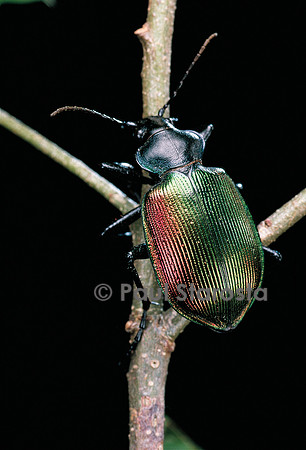 Calosoma sycophanta (calosome)
