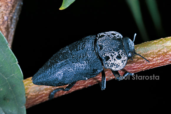 Capnodis tenebrionis (bupreste)