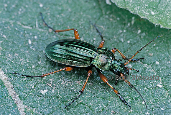 Carabus auratus (carabe doré)