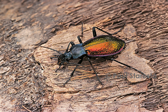 Carabus hispanus (carabe espagnol)