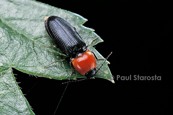 Cardiophorus gramineus (taupin)