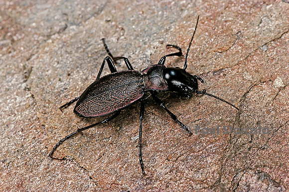 Cechenus pyrenaeus (carabe)