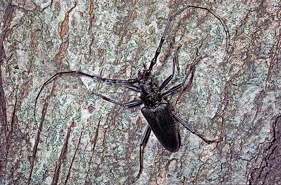Cerambyx cerdo (grand capricorne)
