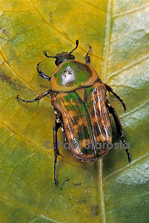 Cétoine africaine