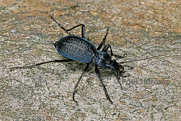 Chaetocarabus intricatus (carabe embrouillé)