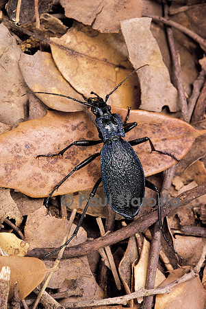 Chaetocarabus intricatus (carabe)