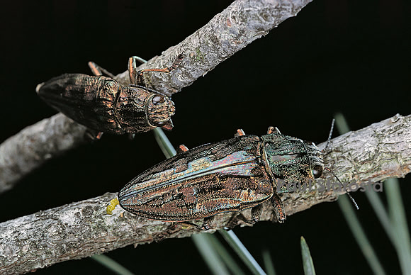 Chalcophora mariana (bupreste)