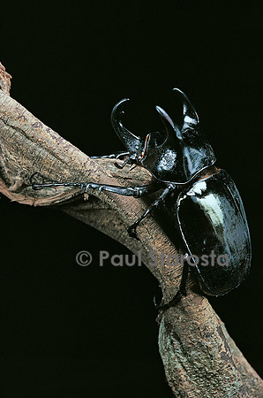 Chalcosoma atlas