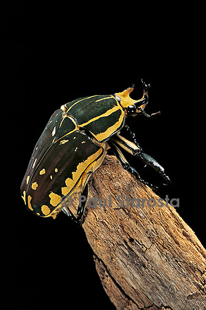 Chelorrhina polyphemus (cétoine)