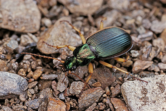 Chlaeniellus vestitus