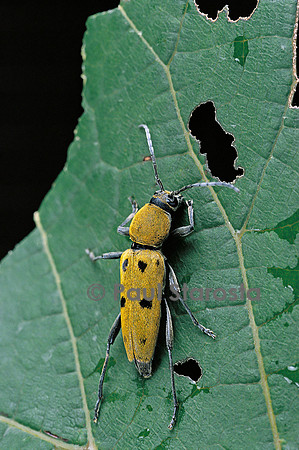 Chlorophorus pilosus