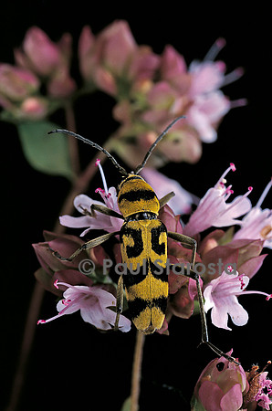 Chlorophorus varius