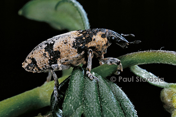 Chromoderus fasciatus