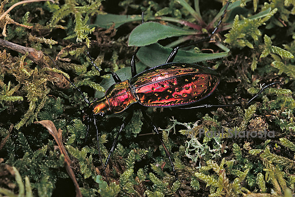Carabus rutilans