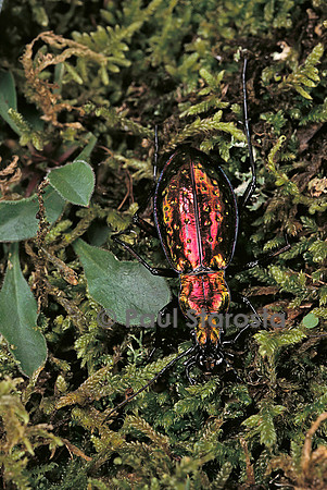 Carabus rutilans