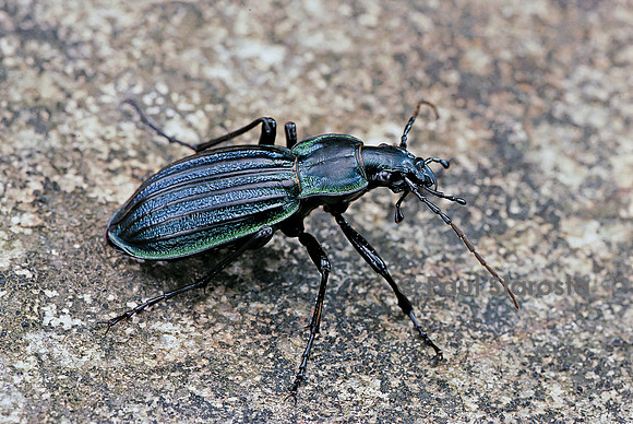 Carabus solieri altamontanus